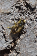 Osmia