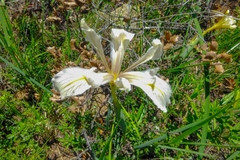 Iris fernaldii