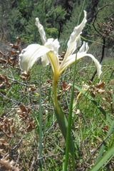 Iris fernaldii
