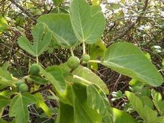 Ficus carica