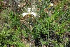 Iris fernaldii