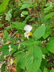 Impatiens edgeworthii