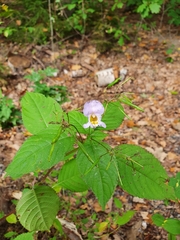 Impatiens edgeworthii