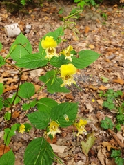 Impatiens edgeworthii
