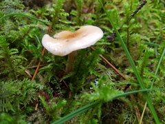Hygrophorus discoideus
