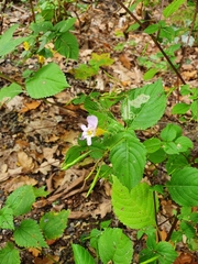 Impatiens edgeworthii