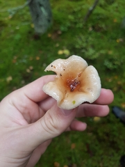Hygrophorus discoideus