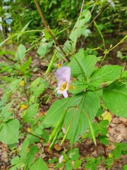 Impatiens edgeworthii