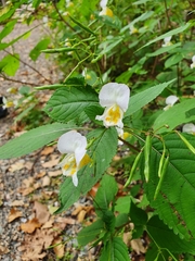 Impatiens edgeworthii