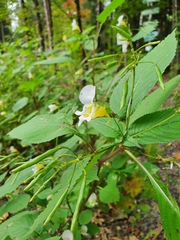 Impatiens edgeworthii