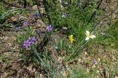 Iris fernaldii