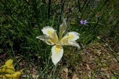 Iris fernaldii