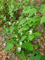 Impatiens edgeworthii