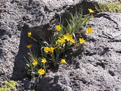 Sisyrinchium laetum