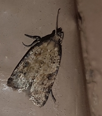 Constrictana constrictana