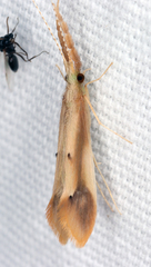 Triaenodes marginatus