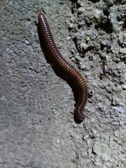 Thyropygus allevatus