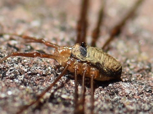 Fork-palped Harvestman, Groesbeek, Nederland, photo 9 of 10