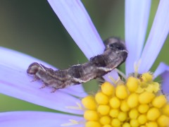 Eupithecia virgaureata