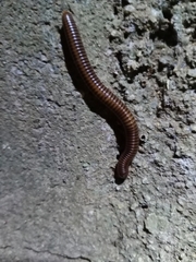 Thyropygus allevatus