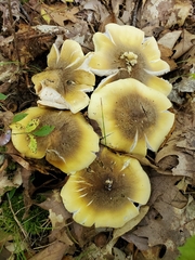 Tricholoma