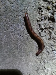 Thyropygus allevatus