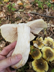 Tricholoma