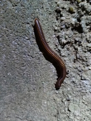 Thyropygus allevatus