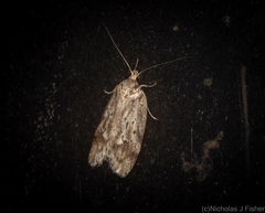 Philobota archepeda