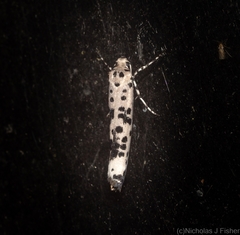 Yponomeuta pustulellus