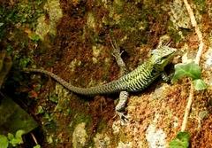 Podarcis siculus