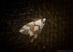 Thallarcha staurocola