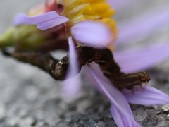 Eupithecia virgaureata