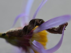 Eupithecia virgaureata