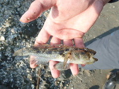Glossogobius olivaceus