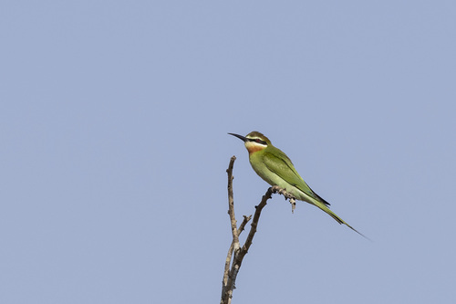Olive Bee-eater