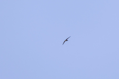 Mottled Spinetail