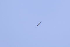 Telacanthura ussheri