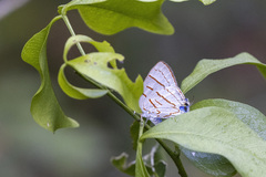Hemiolaus caeculus
