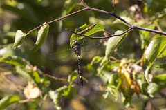 Phyllomacromia contumax