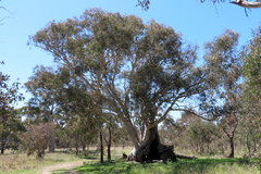 Eucalyptus rossii