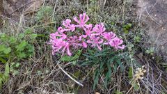 Nerine ridleyi