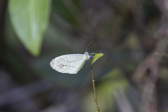 Leptosia alcesta