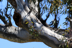 Eucalyptus rossii