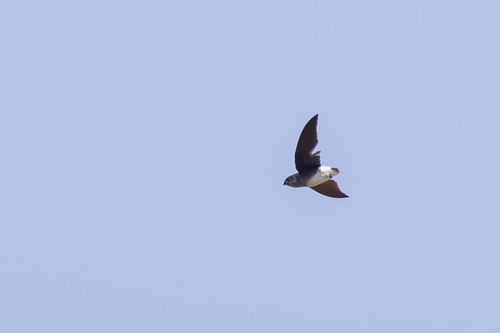 Bat-like Spinetail