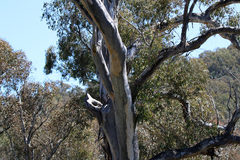 Eucalyptus rossii