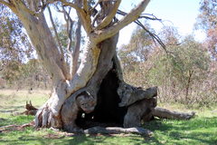 Eucalyptus rossii
