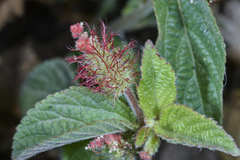 Acalypha arvensis