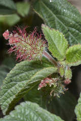 Acalypha arvensis