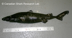Great Lanternshark photo 2
